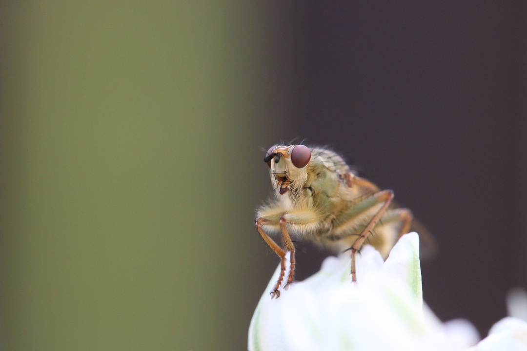 Say "Buzz Off" to Buzzwords! A photo of a fly, representing buzzwords in communication. 